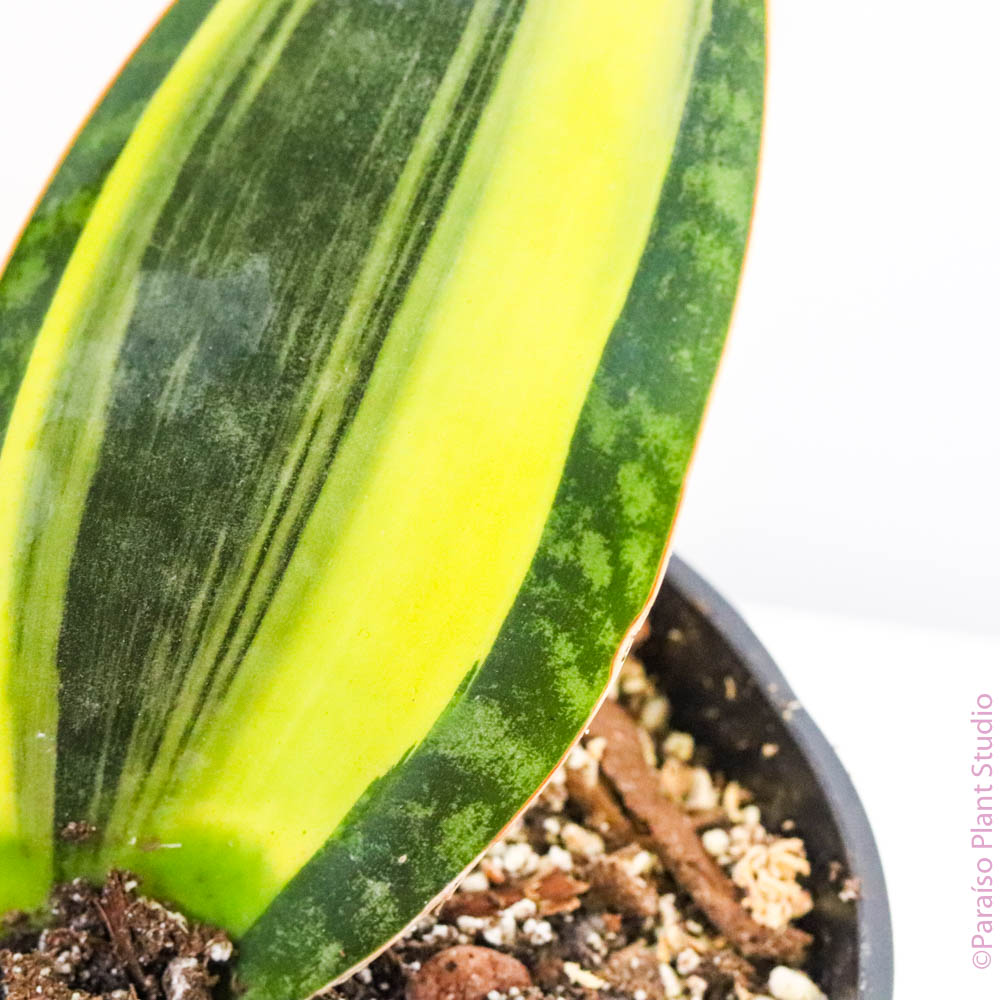 variegated whale fin sansevieria for sale 5in Sansevieria Variegated Whale Fin – Paraíso Plant Studio