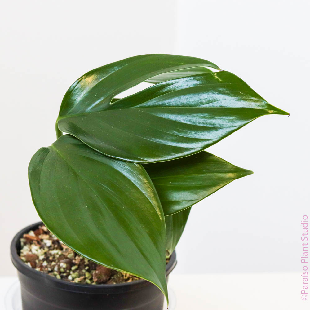 monstera decursiva 4in Raphidophora Decursiva – Paraíso Plant Studio