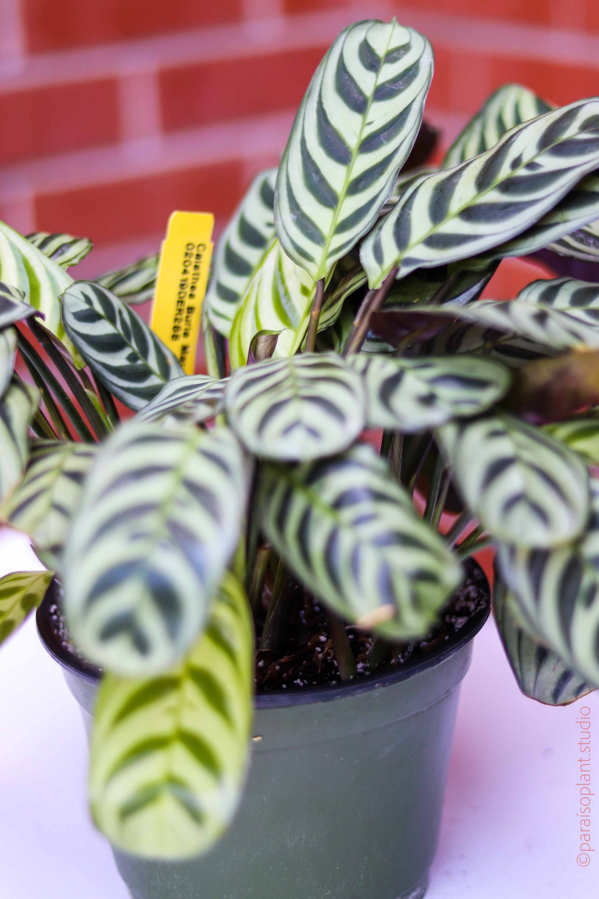 calathea berlin 6in-8in Calathea Burle Marx – Paraíso Plant Studio