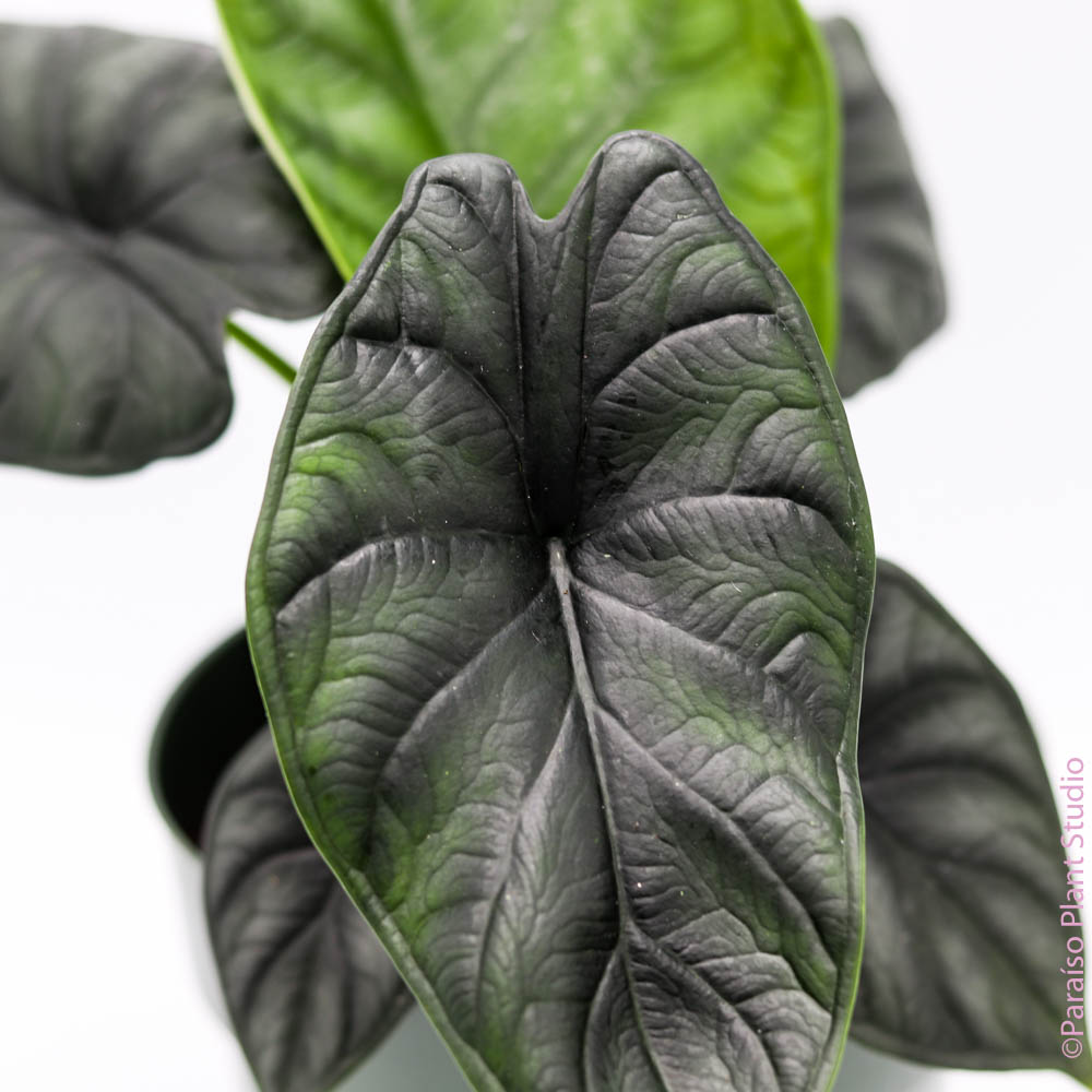 philodendron dragon scale 6in Alocasia Baginda Dragon Scale – Paraíso Plant Studio