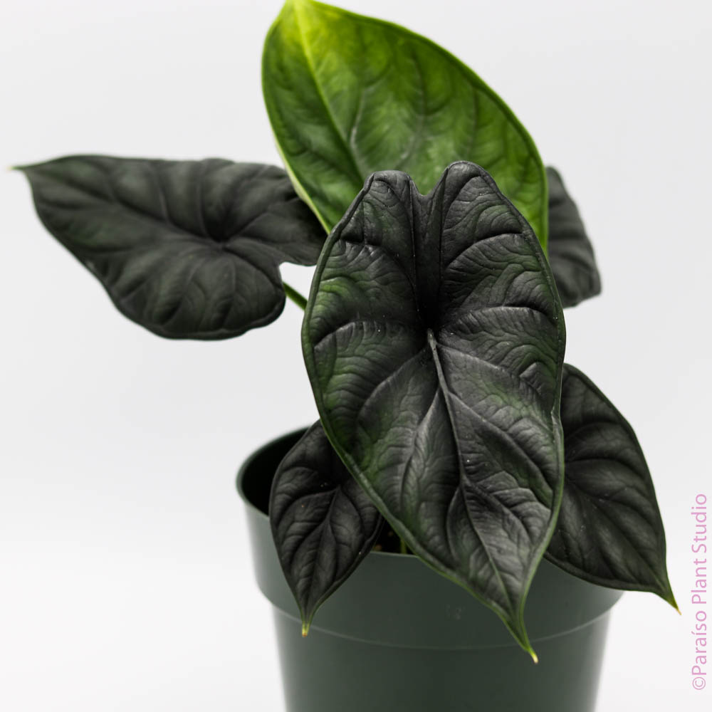 philodendron dragon scale 6in Alocasia Baginda Dragon Scale – Paraíso Plant Studio