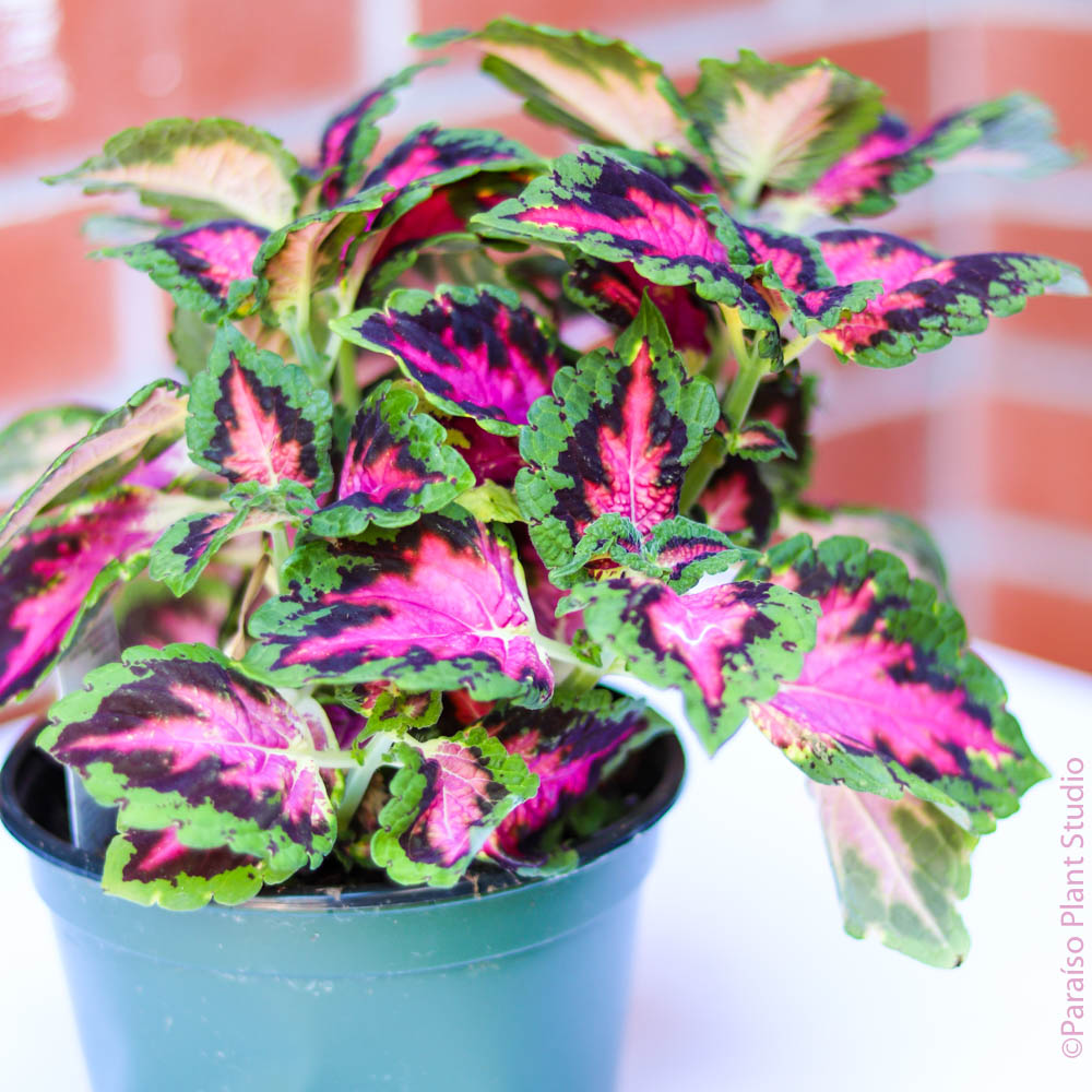 coleus plants in pots indoors 6in Coleus 'Heart Breaker'