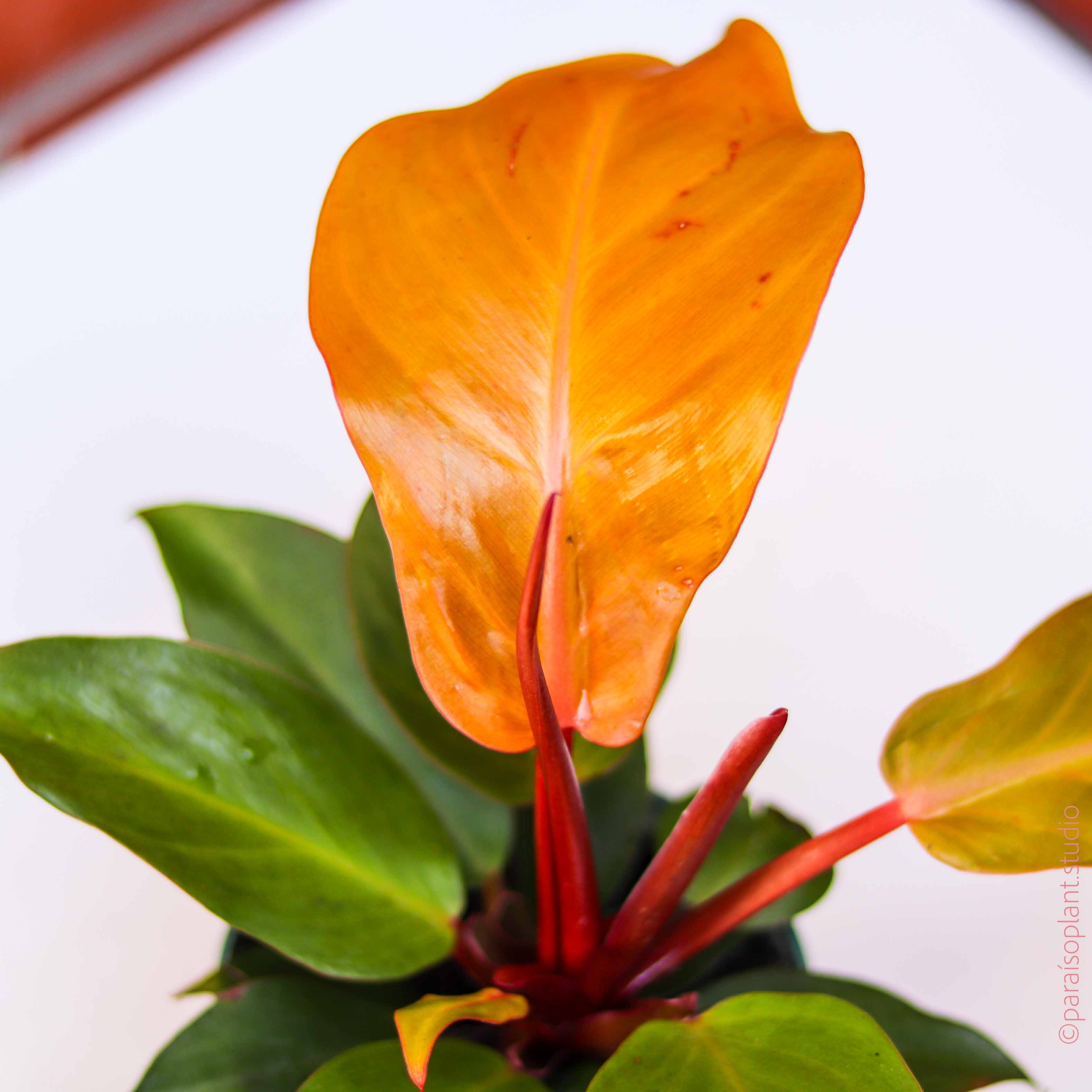 philodendron prince of orange flower 4in Philodendron 'Prince of Orange'