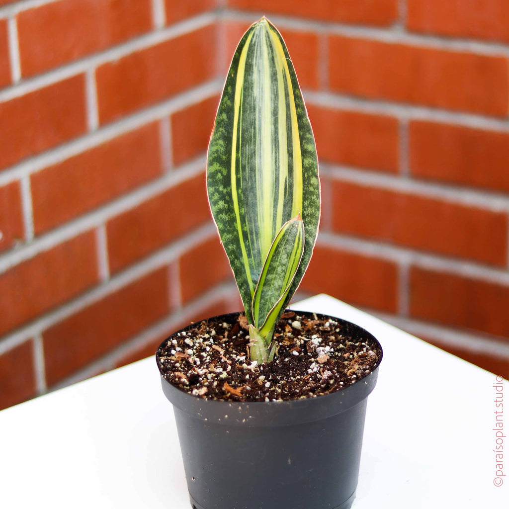 variegated whale fin sansevieria 4in Variegated Sansevieria Whale Fin – Paraíso Plant Studio
