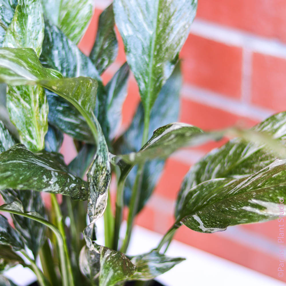 peace lily diamond Variegated Spathiphyllum 'Domino' | Rare Ruffled Peace Lily