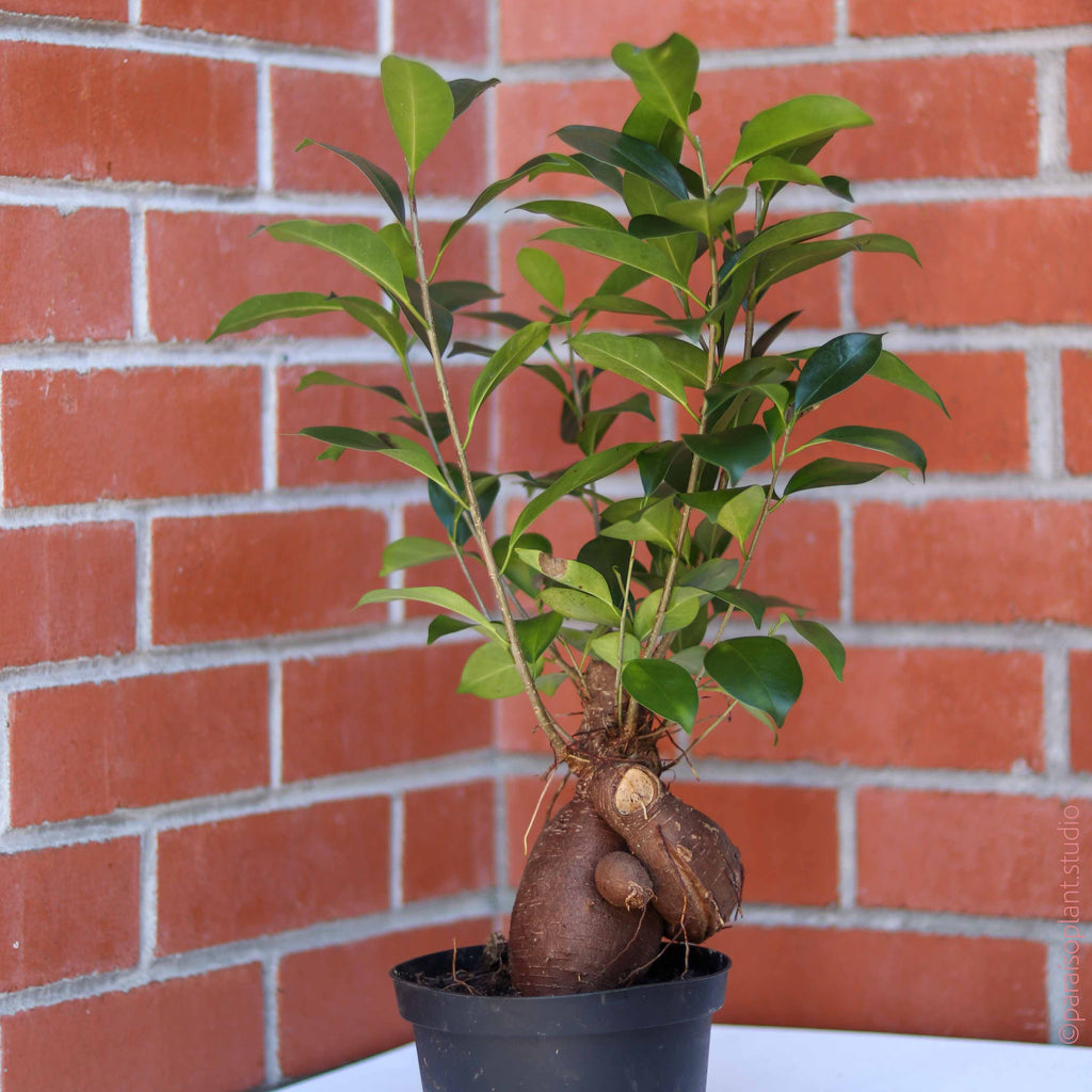 6in Ficus Ginseng
