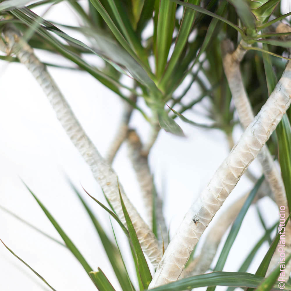 dracaena marginata white leaves 10in-12in Dracaena Marginata Character – Paraíso Plant Studio