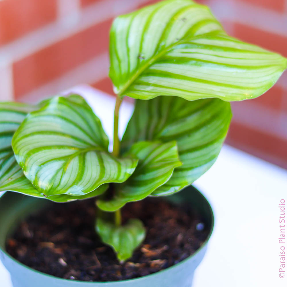calathea orbifolia indoor plant 6in Calathea Orbifolia