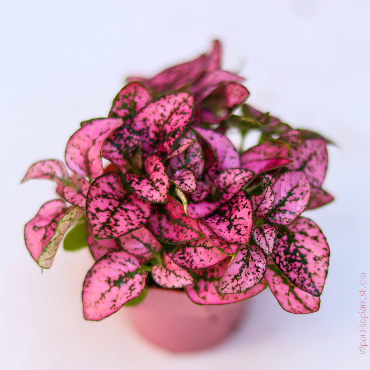 2in Hypoestes phyllostachya 'Polka Dot Plant’ - Assorted Colors ...