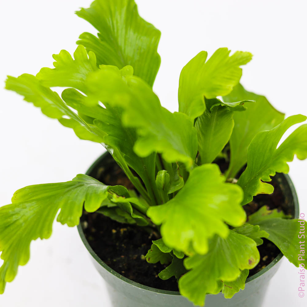 champion bird's nest fern 4in Champion 'Bird's Nest Fern' Asplenium Nidus