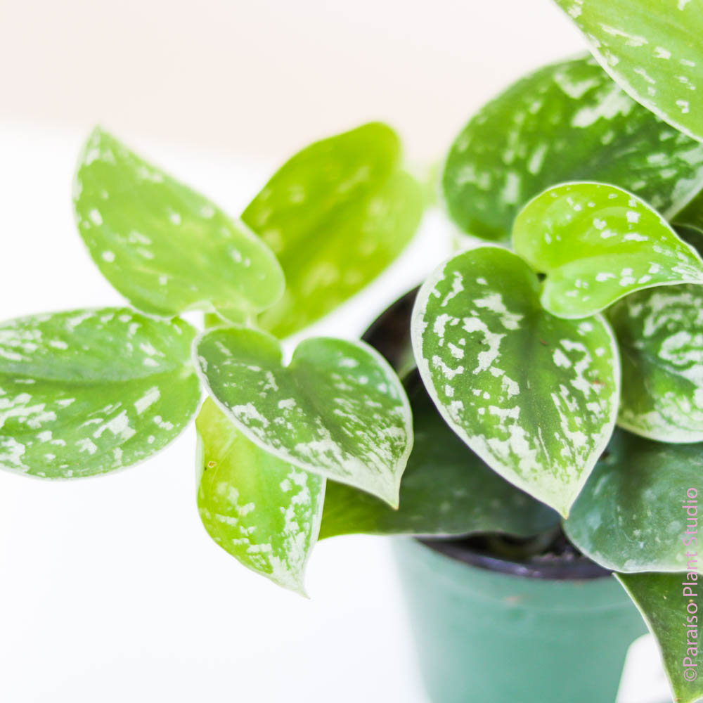 silvery ann vs satin pothos 4in Scindapsus pictus 'Silvery Anne' – Paraíso Plant Studio