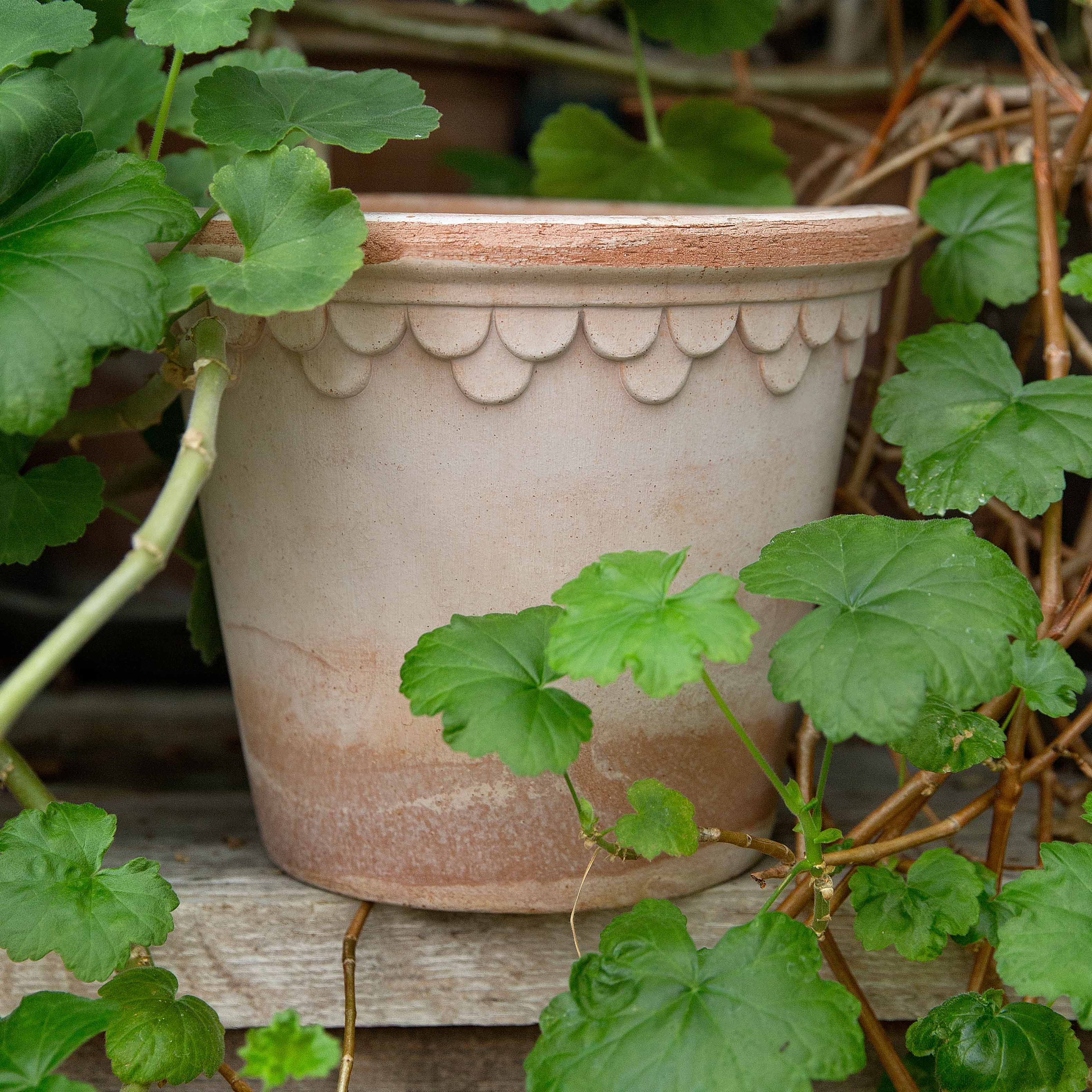 briscoes plant pots Castle Pot & Saucer Rosa