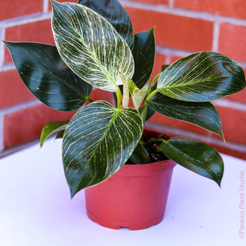 philodendron birkin near me 6in-8in Philodendron Birkin – Paraíso Plant Studio