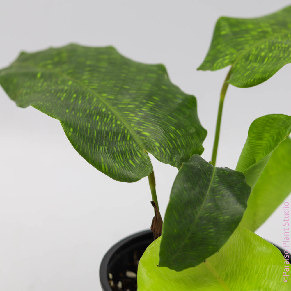 philodendron musaica Calathea musaica 4 IN