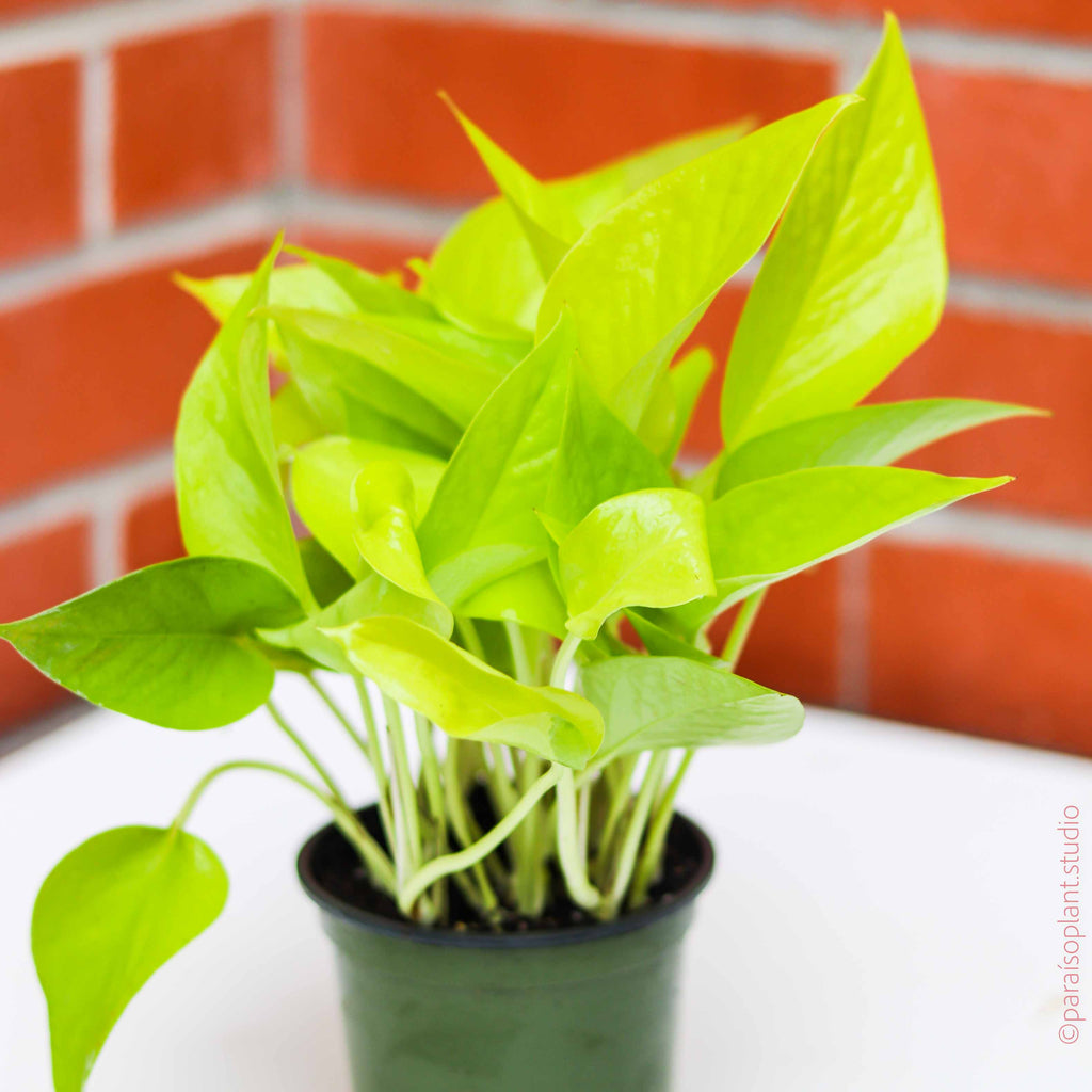 Bright 4in Pothos Neon in front of a brick wall