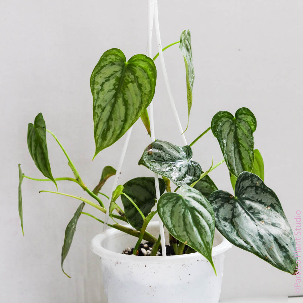 brandtianum philodendron Philodendron Brandtianum