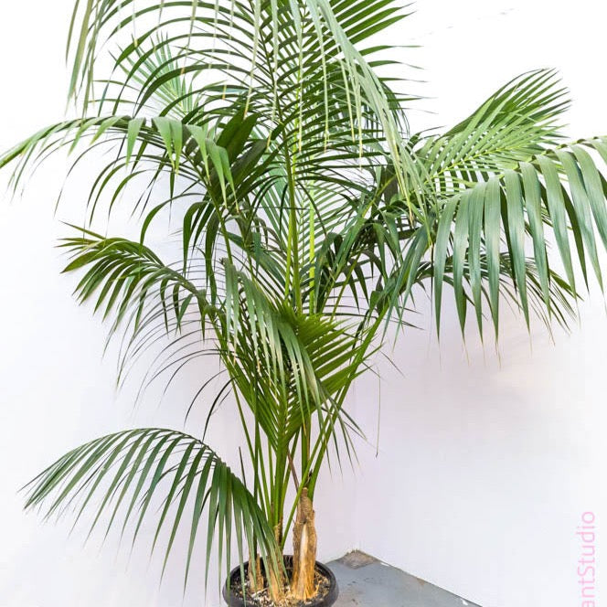 kentia palm vs areca palm 5-10gal Kentia Palm – Paraíso Plant Studio
