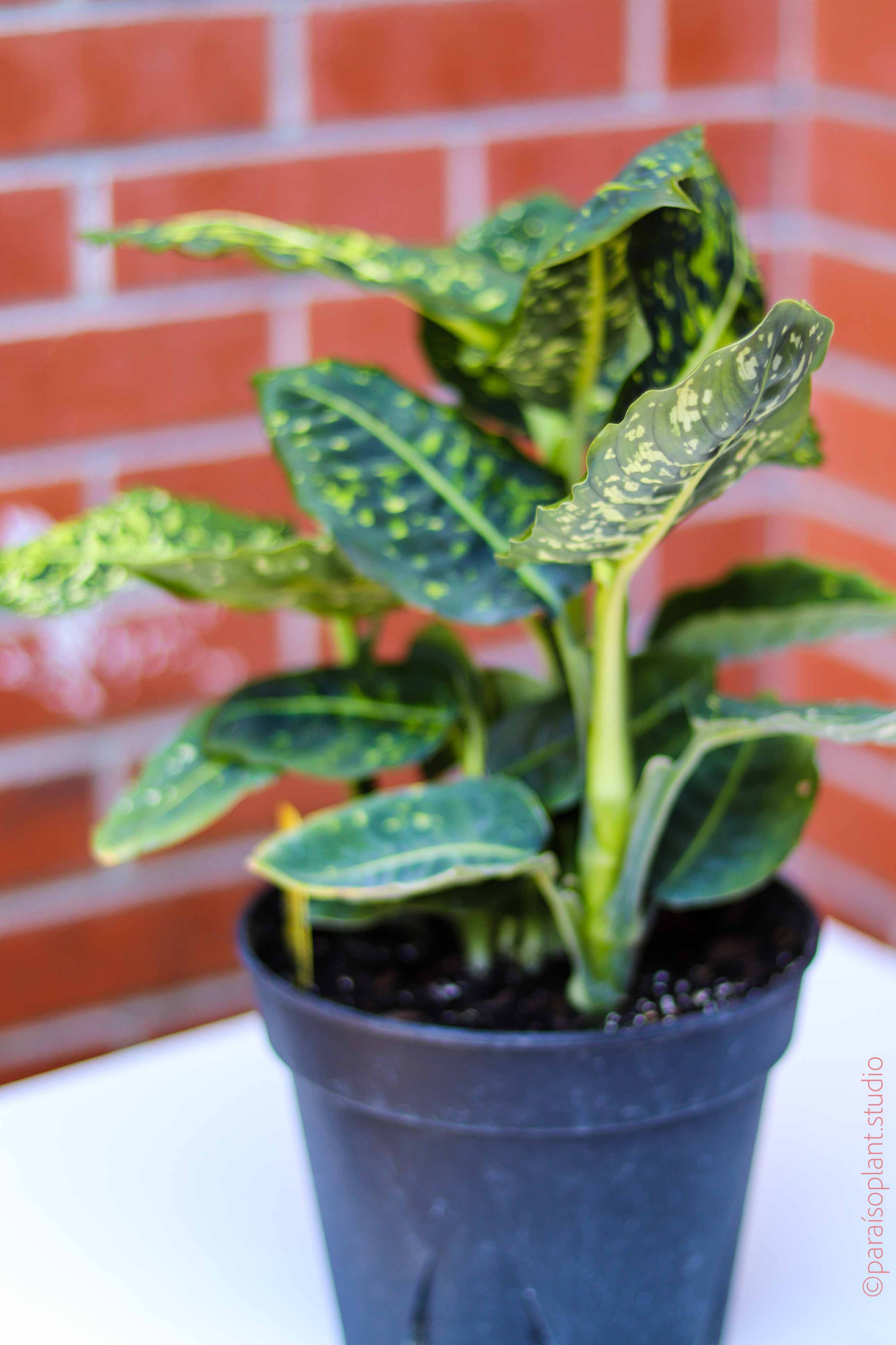 dieffenbachia reflector 4in-10in Dieffenbachia Reflector – Paraíso Plant Studio