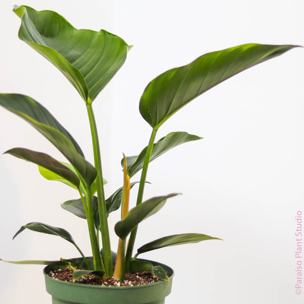 philodendron congo green 8in-10in Philodendron Congo Green – Paraíso Plant Studio