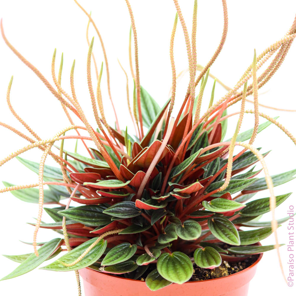 6in Peperomia Rosso