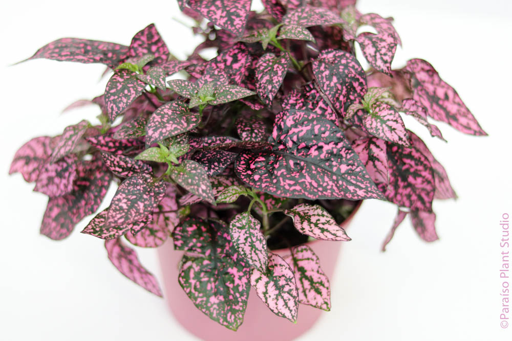 pink polka dot plant indoors 6in Hypoestes Phyllostachya 'Polka Dot Plant' – Paraíso Plant Studio