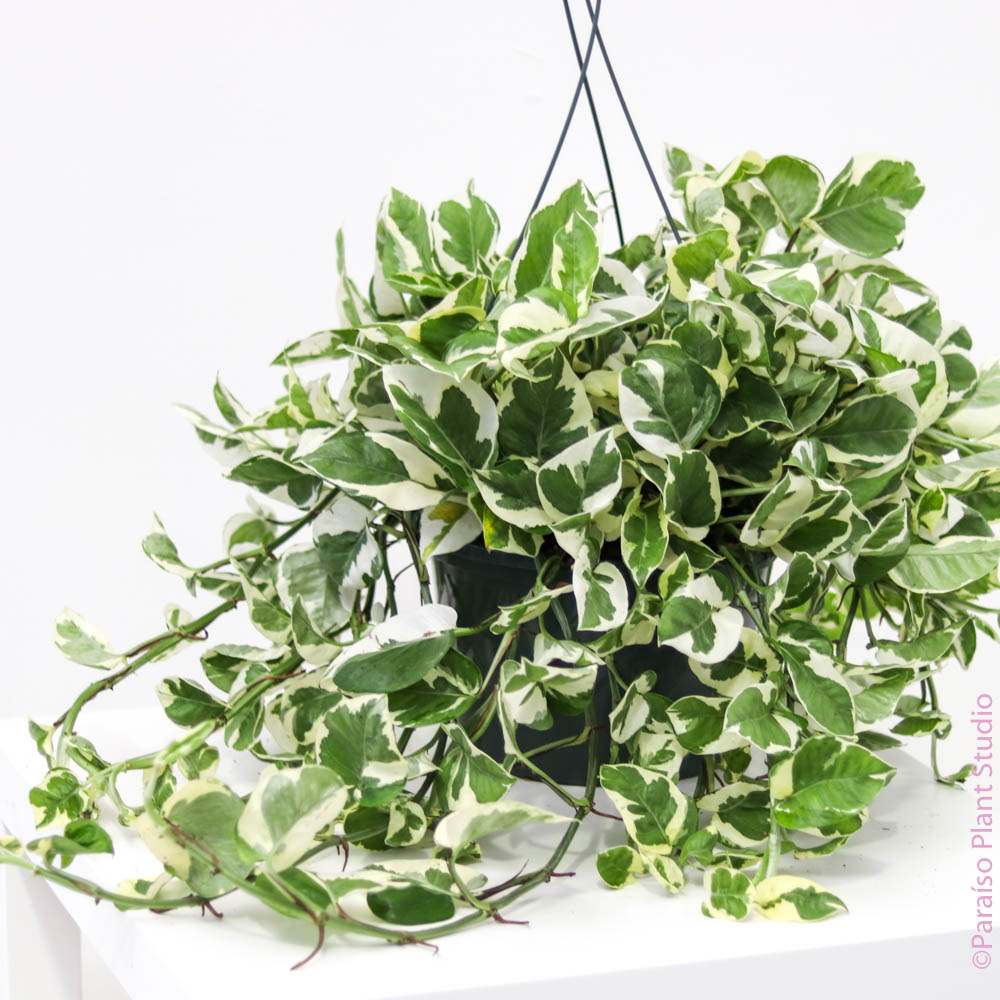 njoy philodendron 8in-10in Pothos NJoy – Paraíso Plant Studio