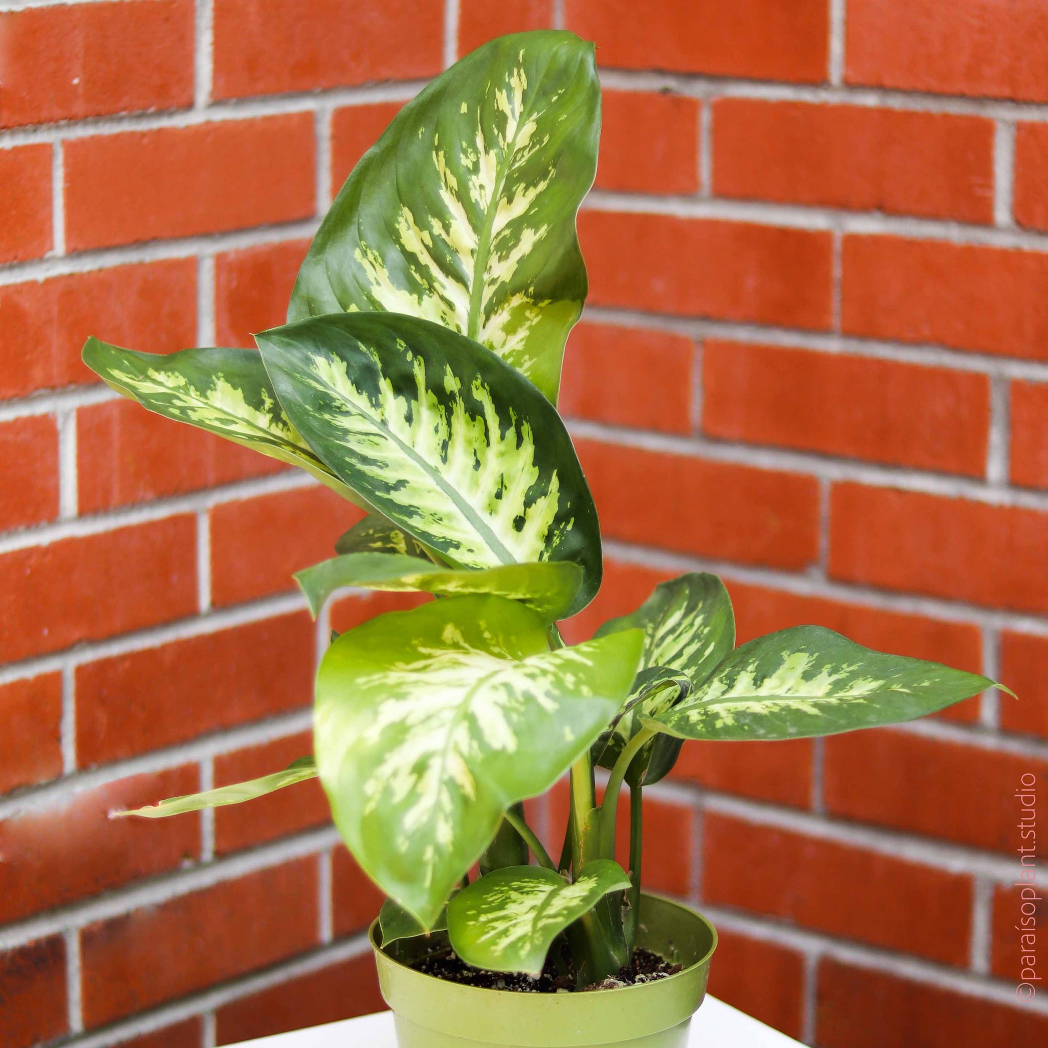 dieffenbachia tropic snow for sale 6in Dieffenbachia Tropic Snow – Paraíso Plant Studio