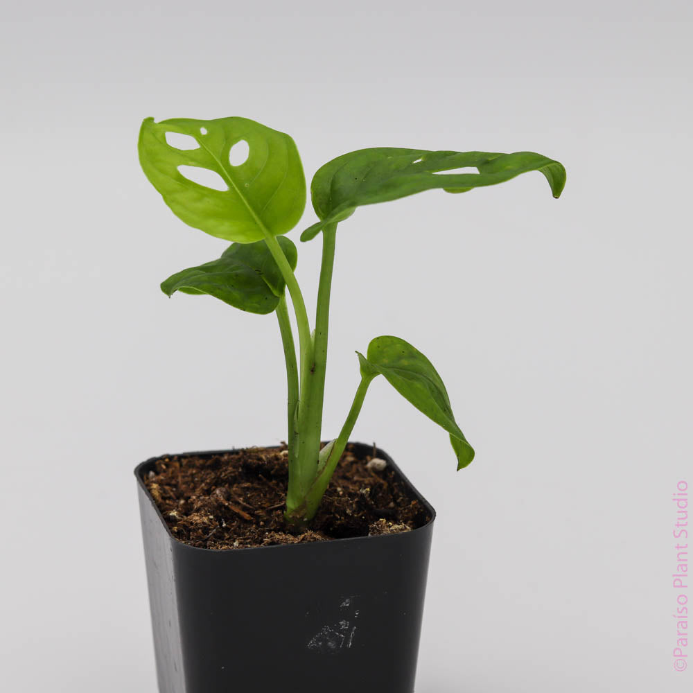 monstera adansonii soil requirements 2in Monstera Adansonii 'Swiss Cheese’