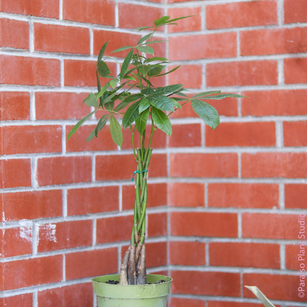 money tree plant braiding 6in Pachira Aquatica 'Braided Money Tree’