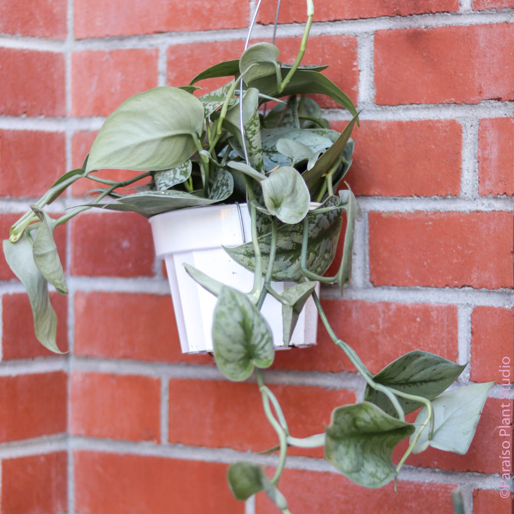 hanging silver pothos Silver Splash Pothos, Scindapsus Pictus ‘Exotica’