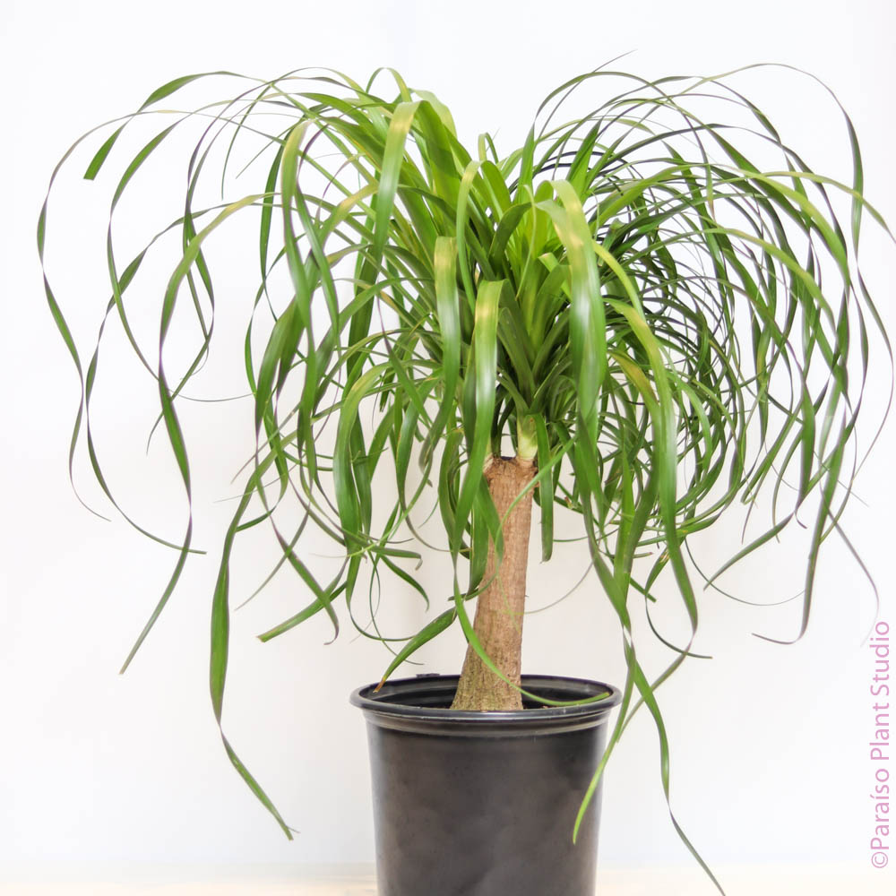 ponytail stump palm 12in Ponytail Stump