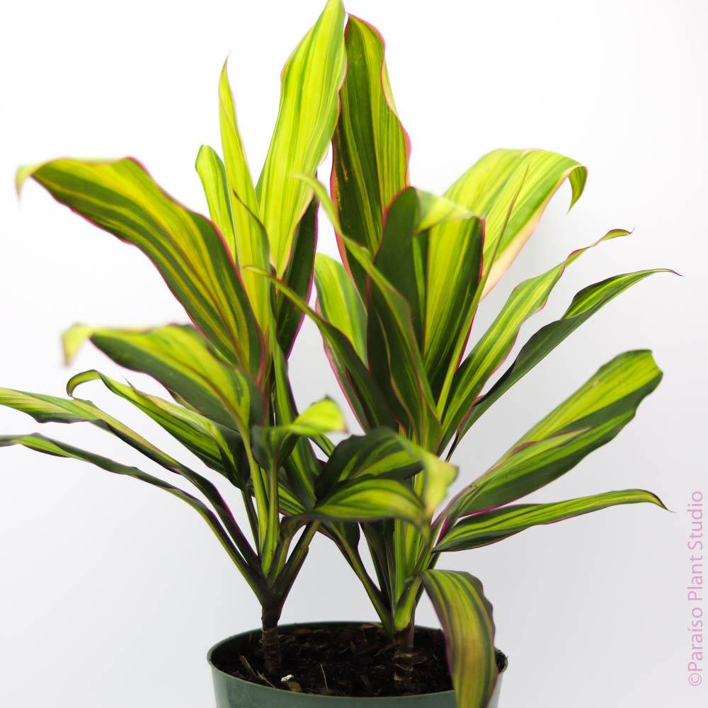 kiwi house plant 6in-10in Cordyline 'Kiwi'