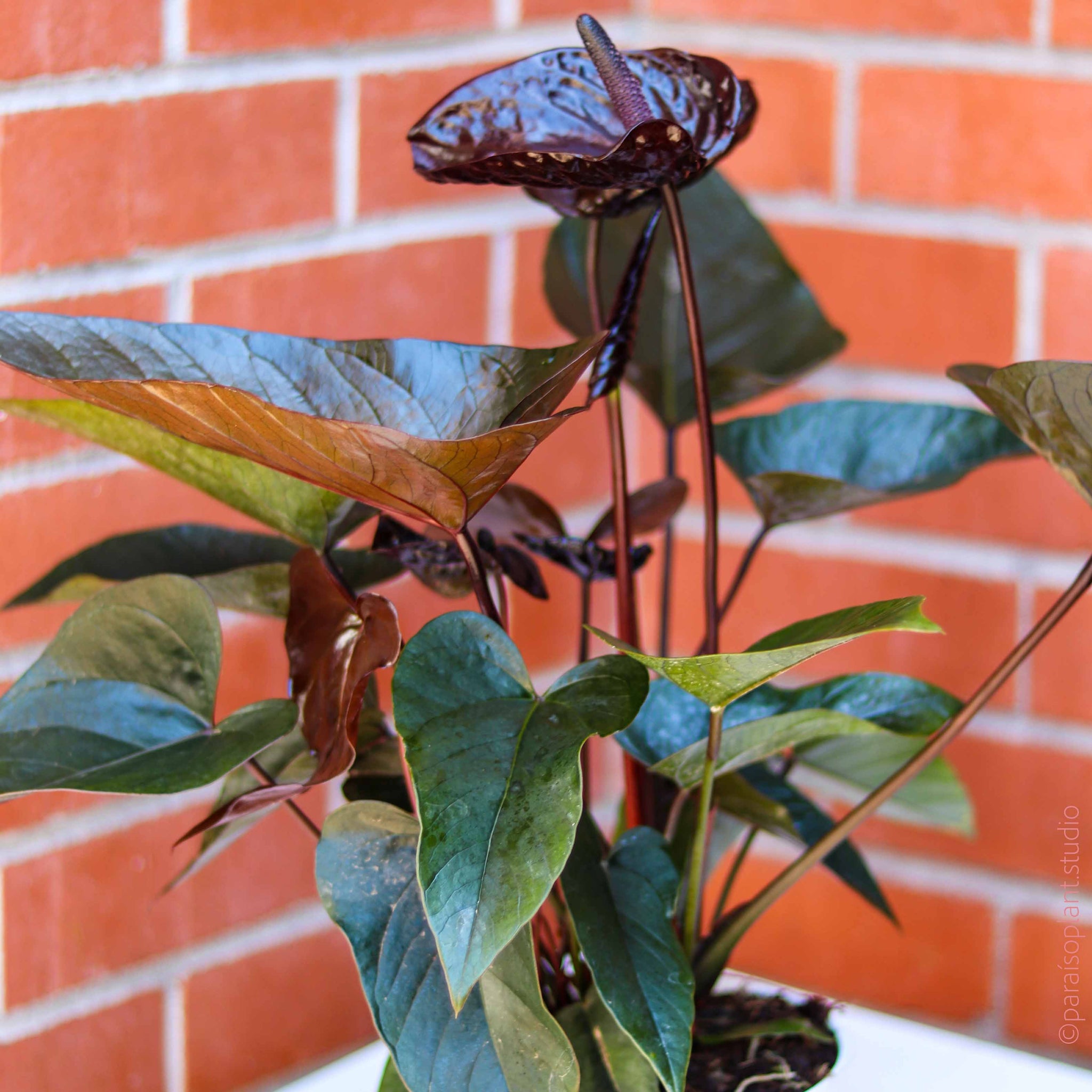 anthurium black dragon price 6in Anthurium