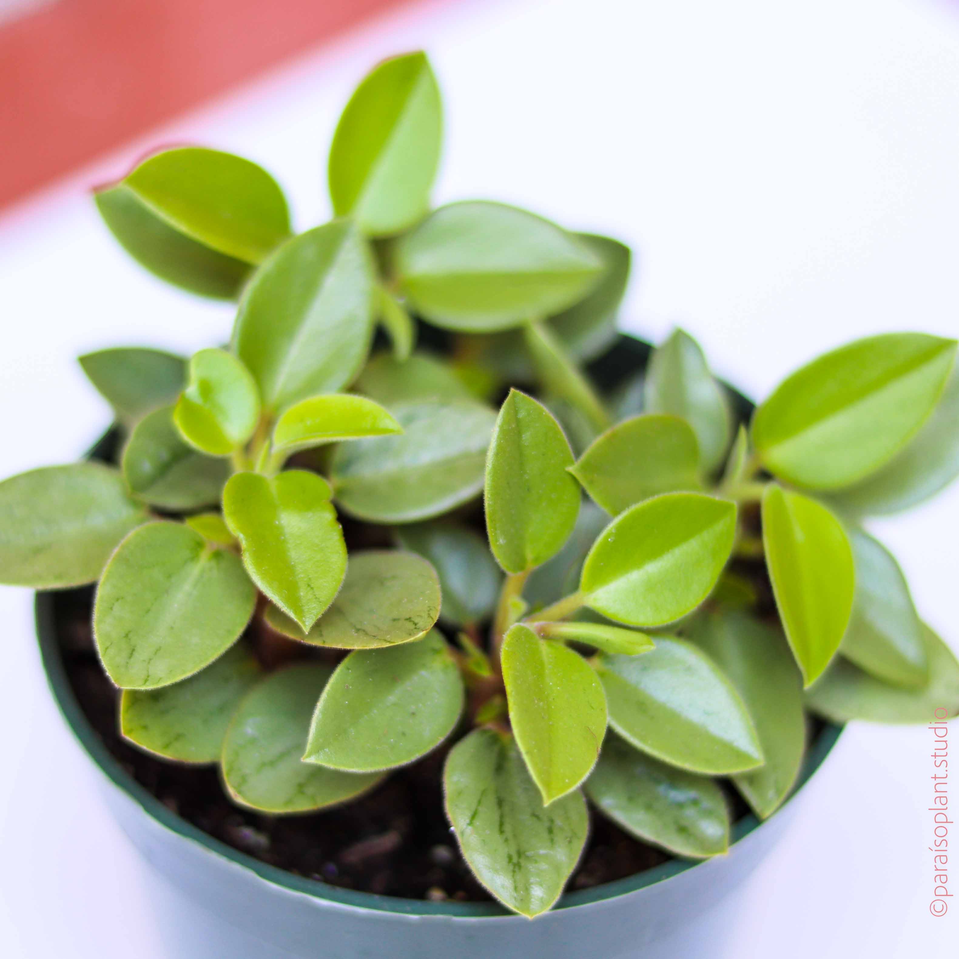 pixie plant succulent Peperomia Orba Pixie Lime, 4" Plant