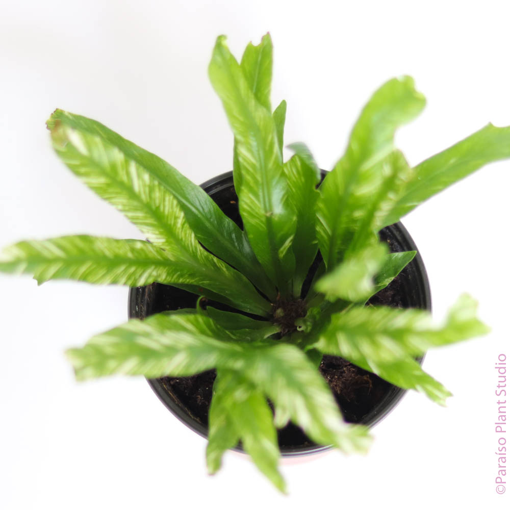 bird's nest fern variegated 4in Variegated 'Bird's Nest Fern' Asplenium Nidus – Paraíso Plant Studio