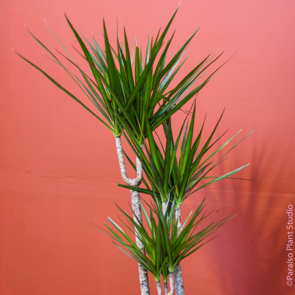 8in Dracaena Marginata Cane – Paraíso Plant Studio