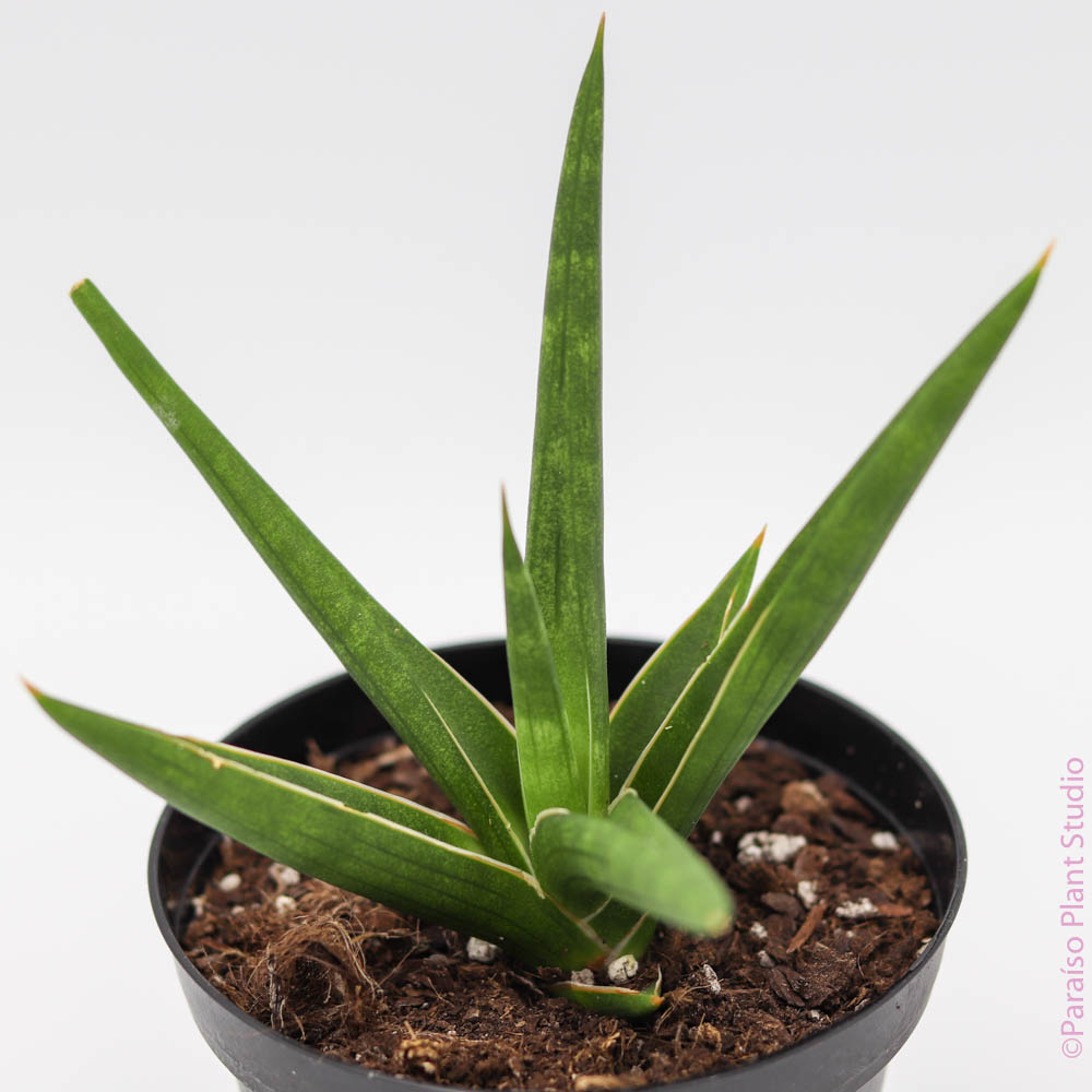 sansevieria stuckyi for sale The Snobby Leaf | Snake 'Stuckii' - 4 inch Pot