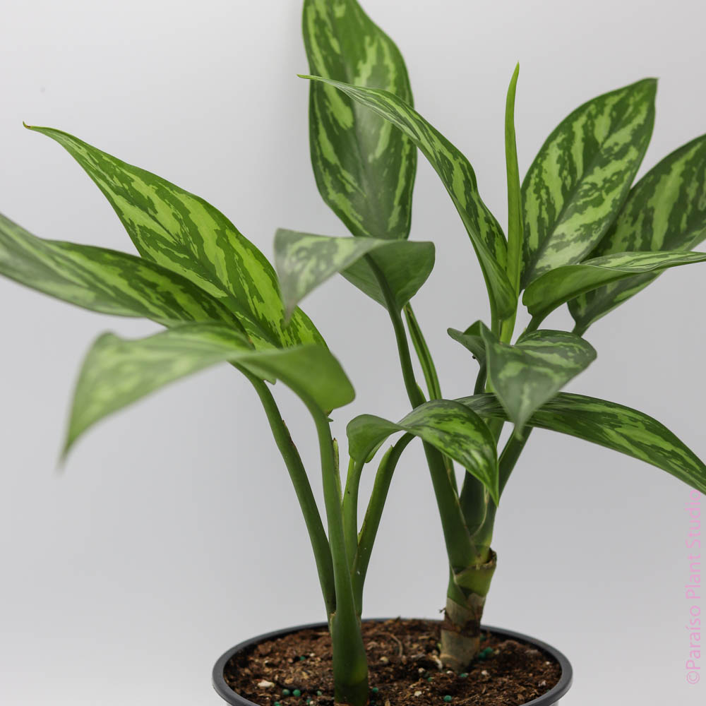 aglaonema for southern california 6in-10in Aglaonema Tigress – Paraíso Plant Studio