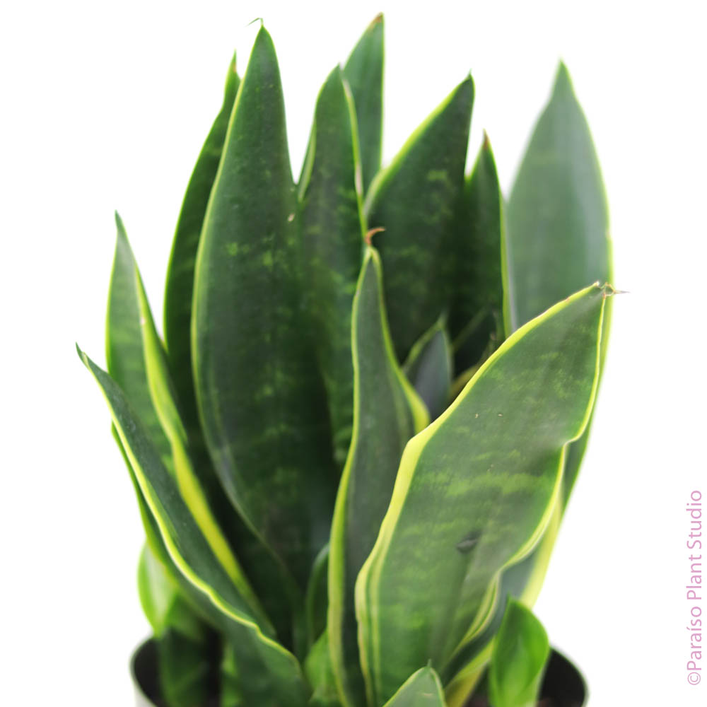 sansevieria japonesa 8in Sansevieria Golden Edge – Paraíso Plant Studio