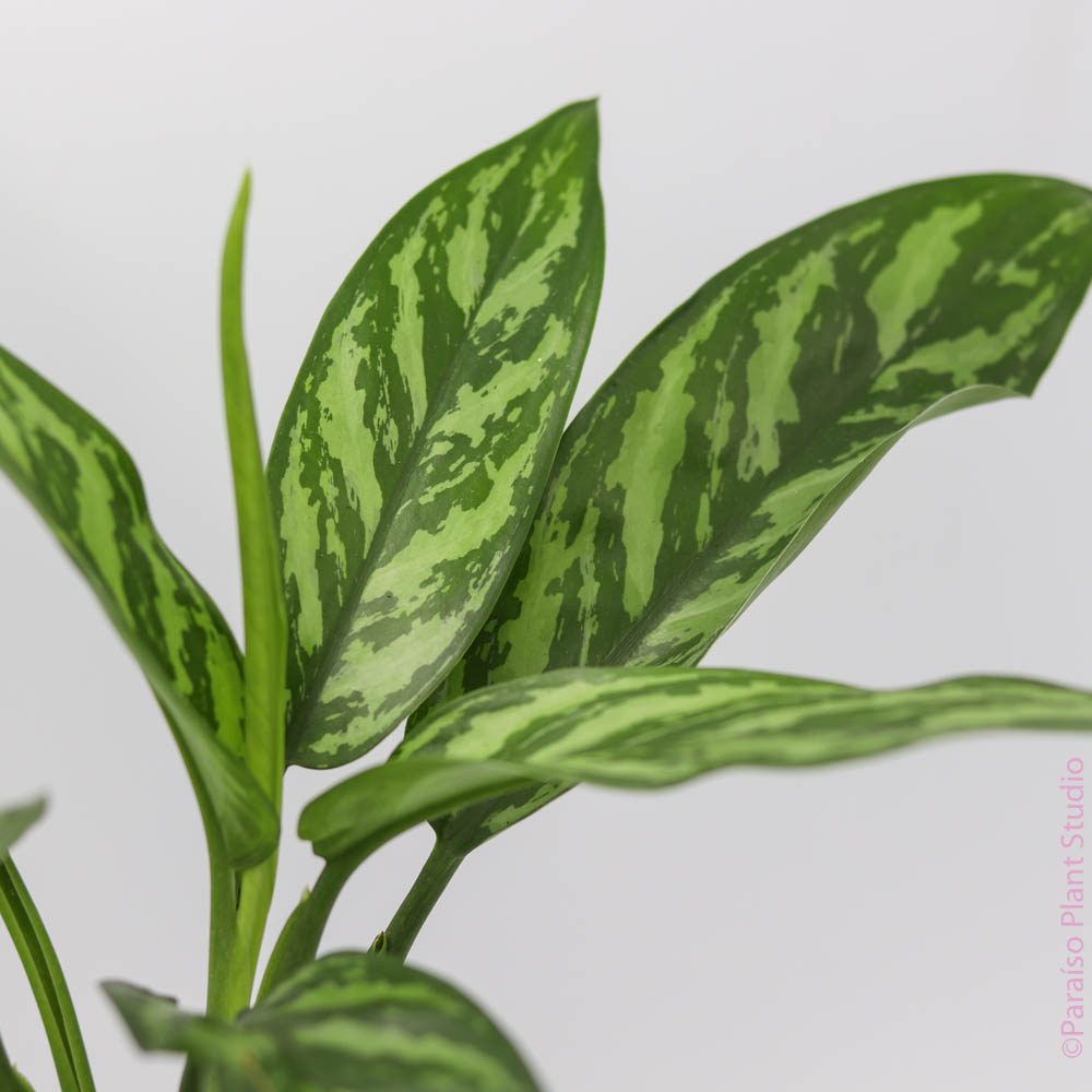 aglaonema tigres 6in-10in Aglaonema Tigress – Paraíso Plant Studio