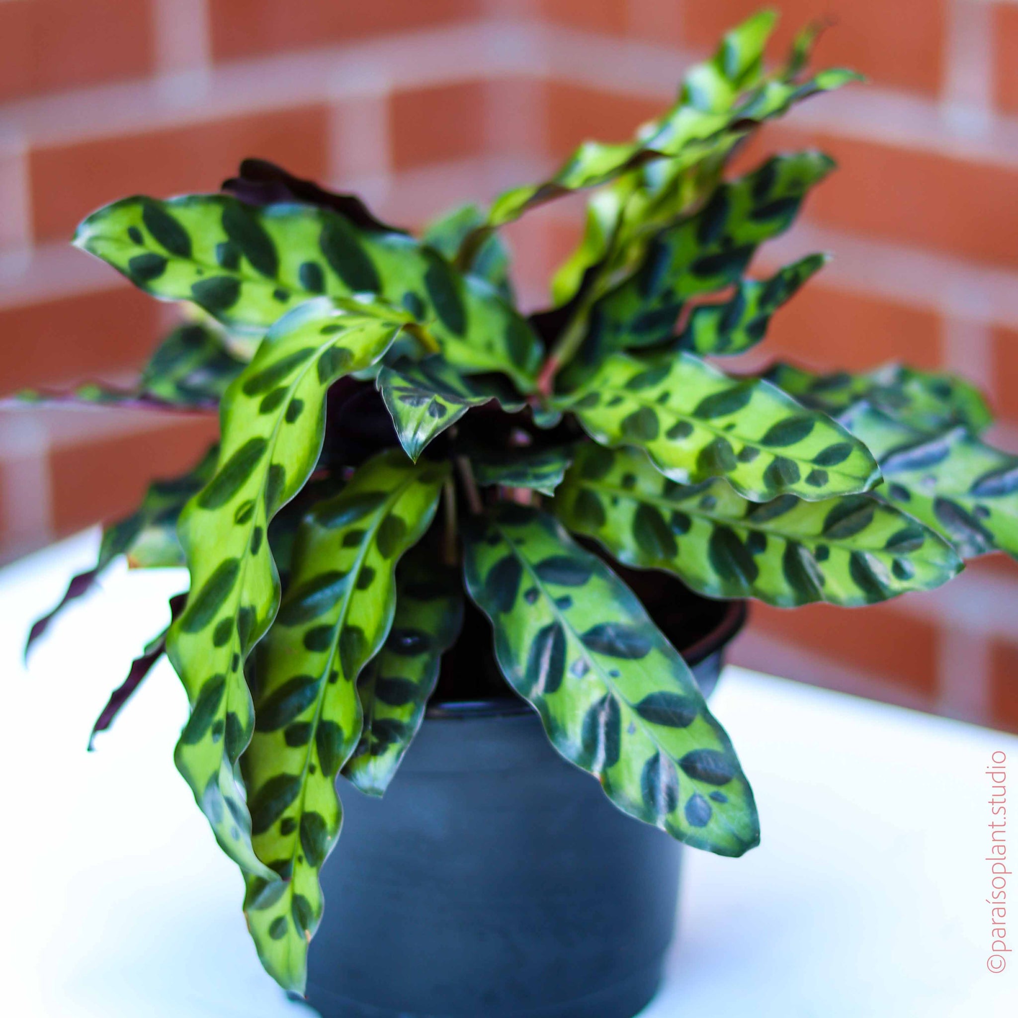 rattlesnake snake plant 6in Calathea Lancifolia "Rattle Snake” – Paraíso Plant Studio