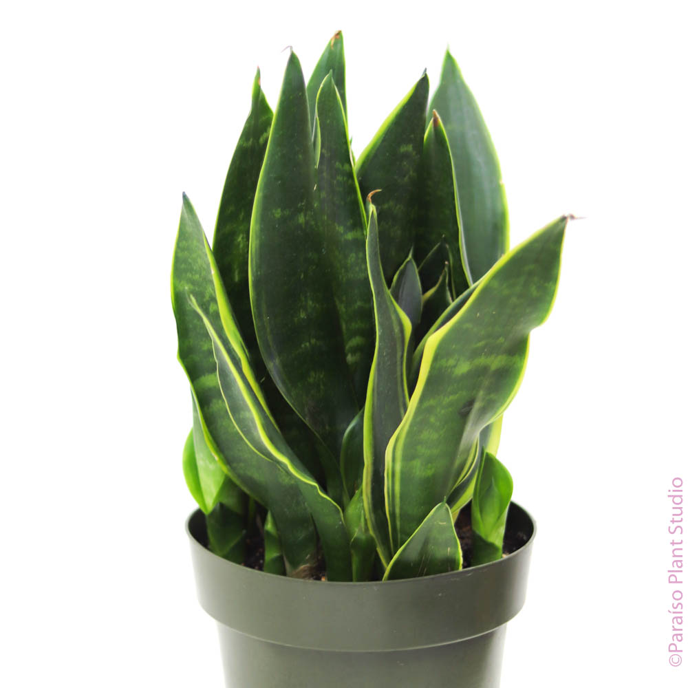 small sansevieria 8in Sansevieria Golden Edge