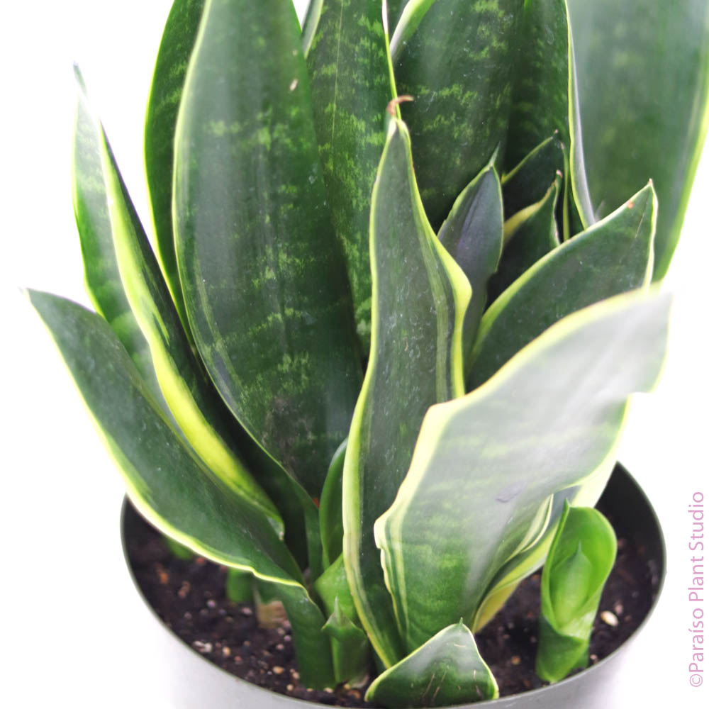 sansevieria with white edges 8in Sansevieria Golden Edge