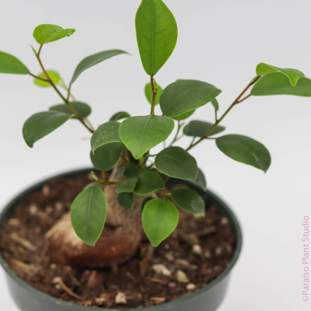 5in Ficus Ginseng