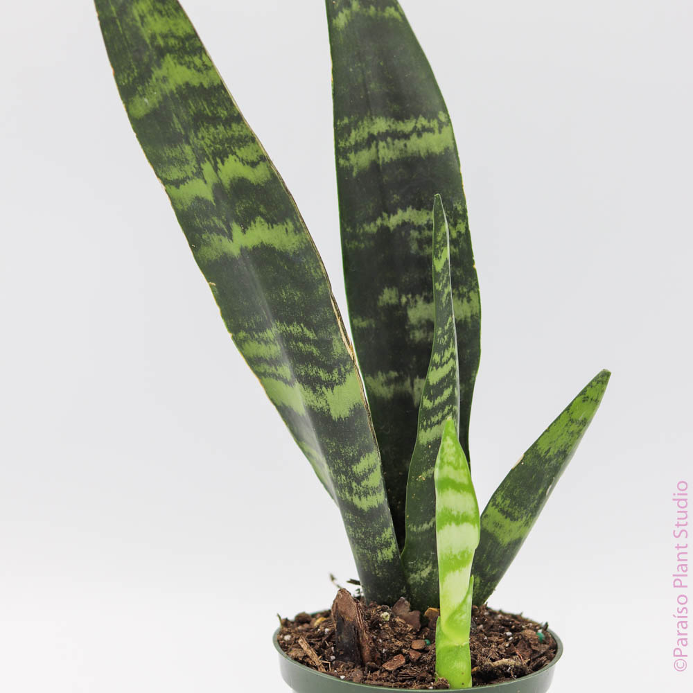Sansevieria Black Coral 4-inch