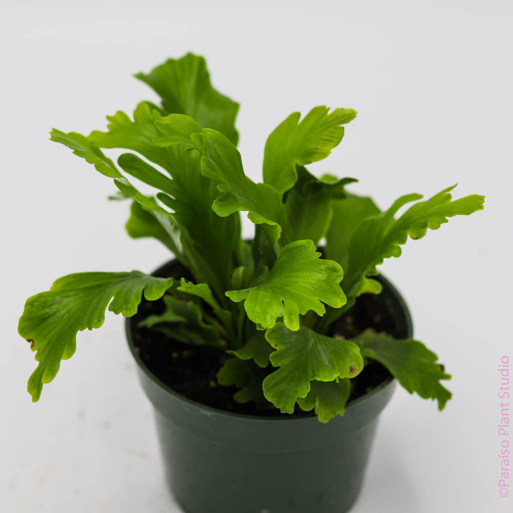 champion bird's nest fern 4in Champion 'Bird's Nest Fern' Asplenium Nidus