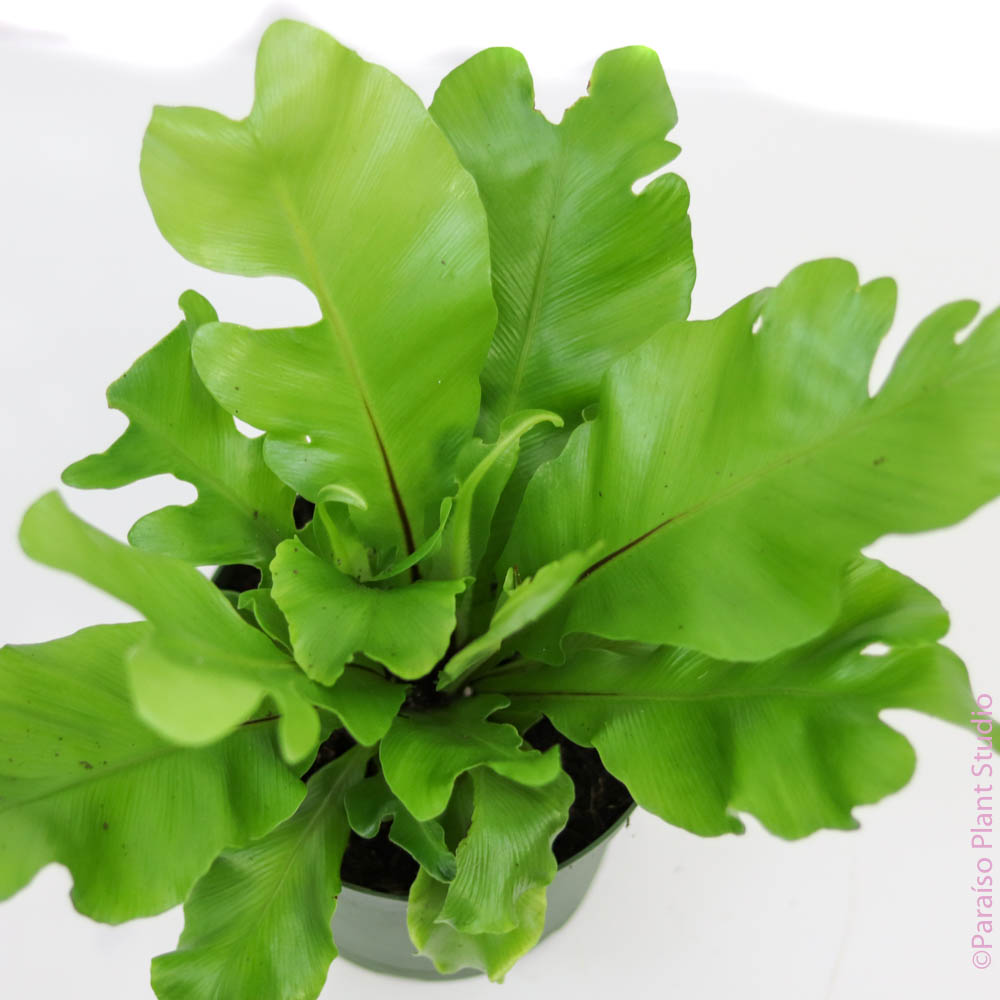 champion bird's nest fern 4in Champion 'Bird's Nest Fern' Asplenium Nidus