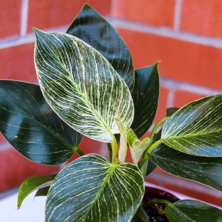 spots on philodendron birkin 6in-8in Philodendron Birkin – Paraíso Plant Studio
