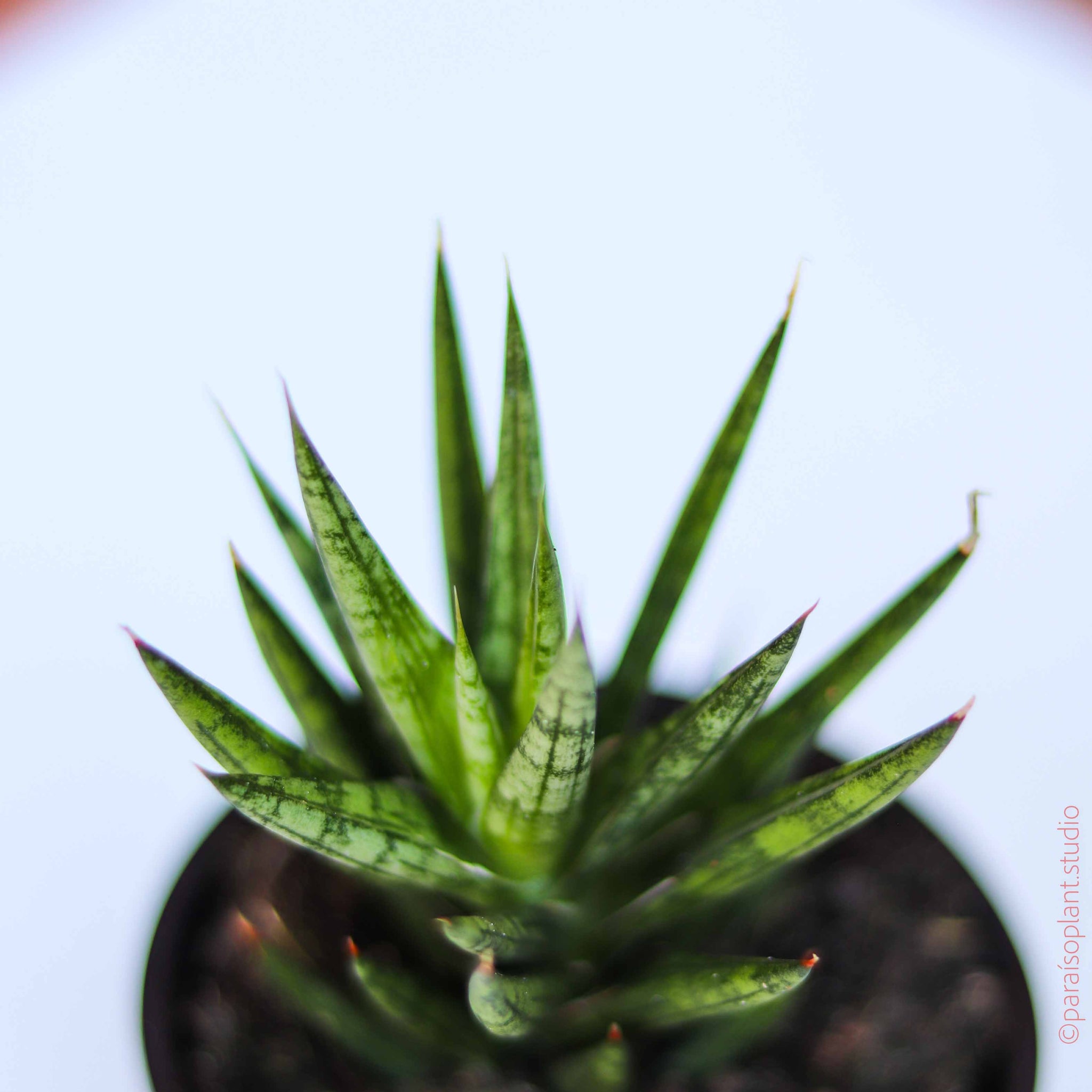 2in Sansevieria Francisii – Paraíso Plant Studio