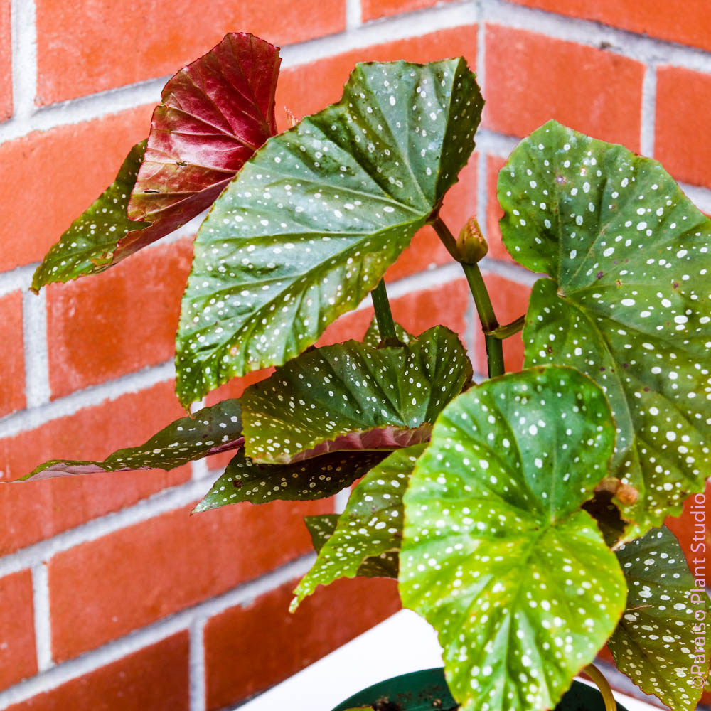 Close up of 6in Angel Wing Begonia in front of a brick wall.